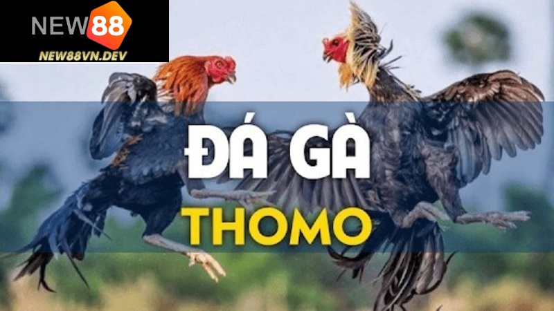 Đa dạng trận đá kê Thomo